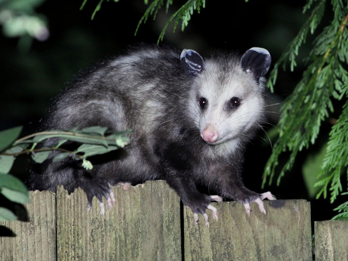 Oh No! Opossum Control and Removal