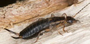 About Earwigs