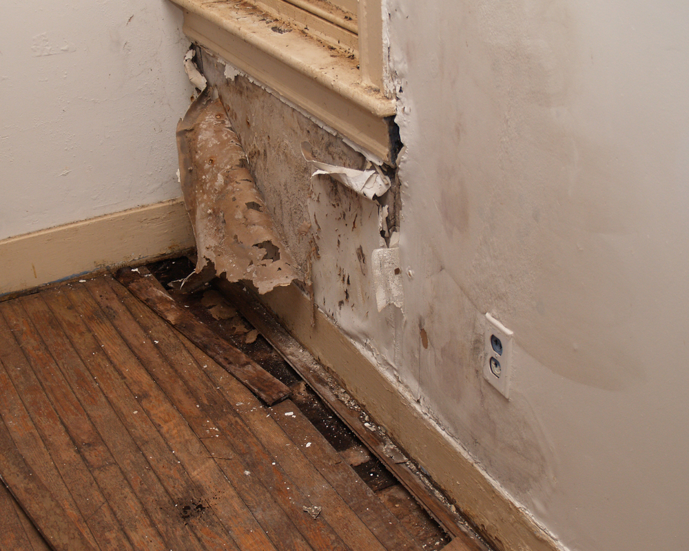 Black mold growing on a basement wall in a South Jersey home
