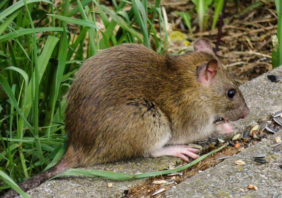 Damage Caused by Rodents in Cherry Hill, NJ; Mice Droppings, Rat Nests ...