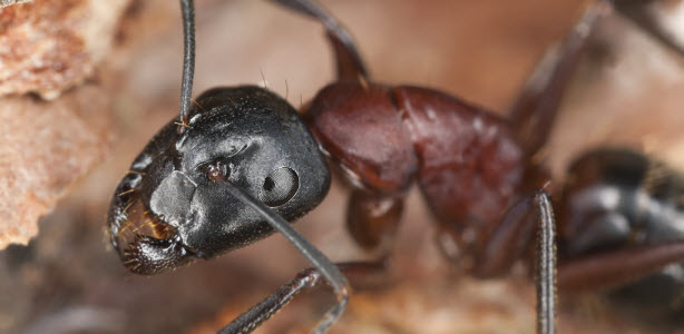 Post banner banner_img_url