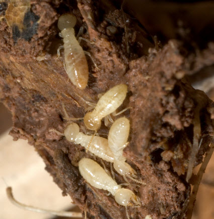 Post banner banner_img_url