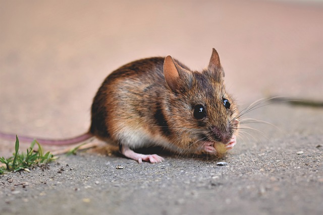 Difference Between Norway Rats & House Mice in Mount Laurel, NJ; Size ...