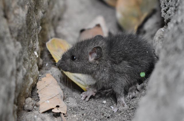 Post banner banner_img_url