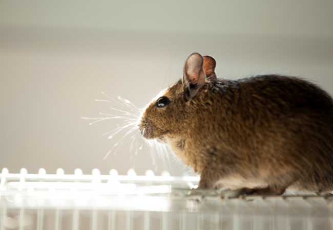 Post banner banner_img_url